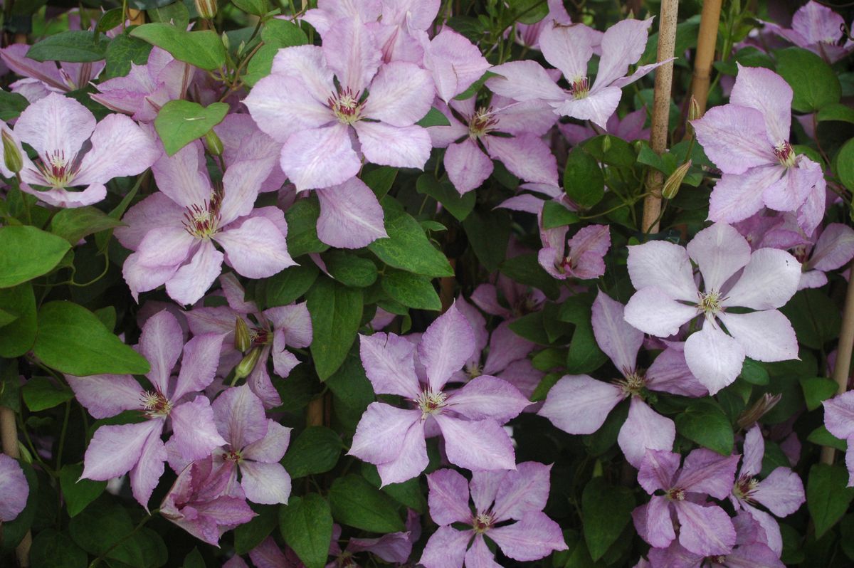 Clematis 'Margaret Hunt'